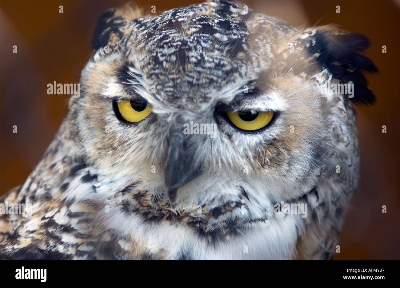 Owl at a bird of prey sanctuary Stock Photo Alamy