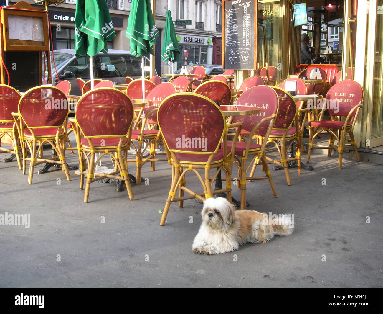 early morning scene at roadside cafe with dog in Boulevard Voltaire Paris France Stock Photo