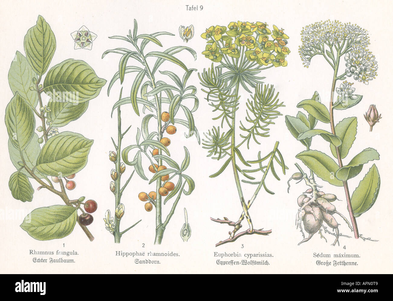 botany, four illustrations, Alder Buckthorn (Rhamnus frangula), Sallow thorn (Hippophae rhamnoides), Cypress Spurge (Euphorbia cyparissias), Orphine (Sédum máximum), circa 1914, Stock Photo