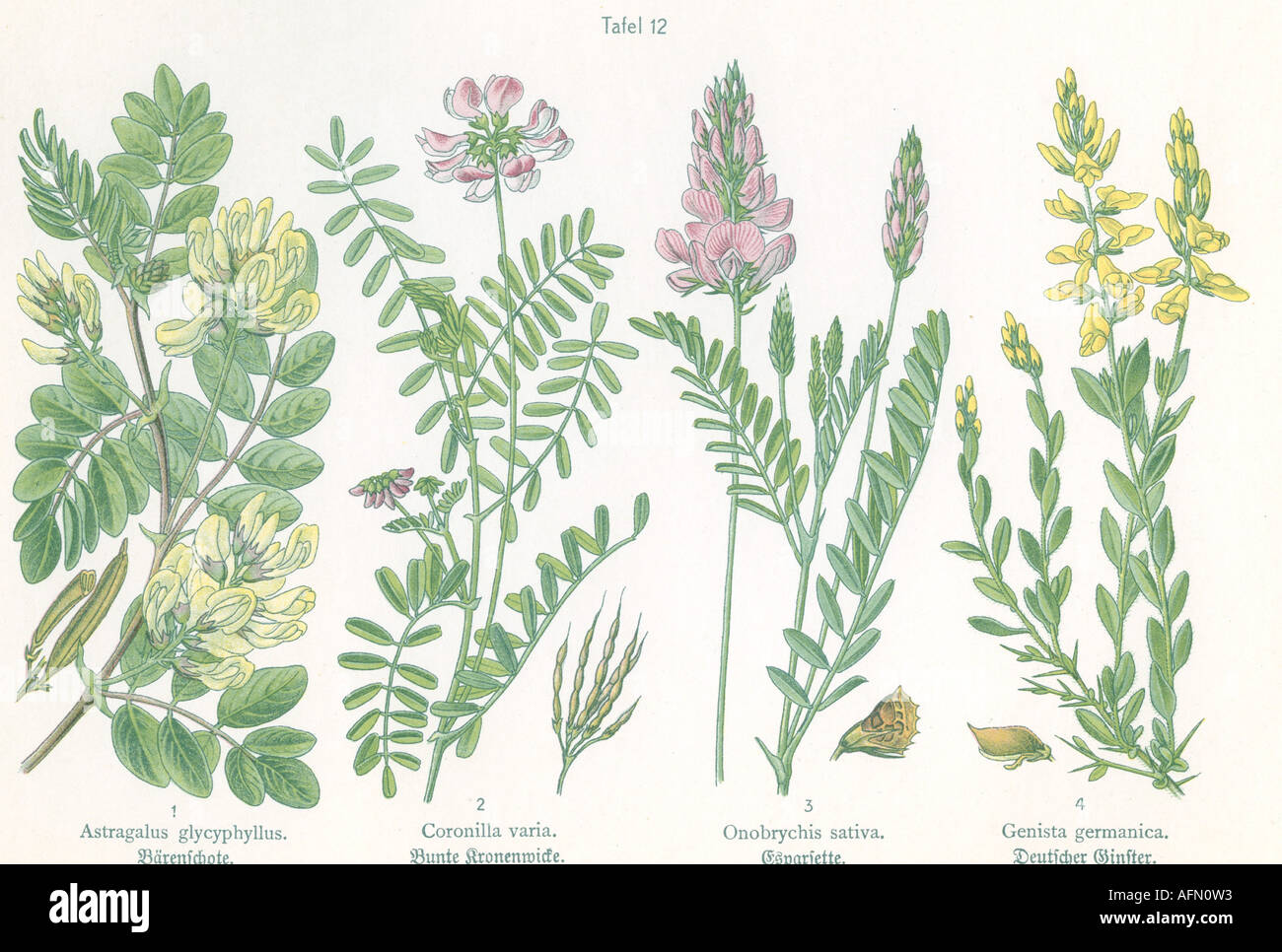 botany, four illustrations, Milk vetch (Astragalus glycyphyllus), Crown vetch (Coronilla varia), Sainfoin (Onobrychis sativa), German Greenweed (Genista germanica), circa 1914, Stock Photo