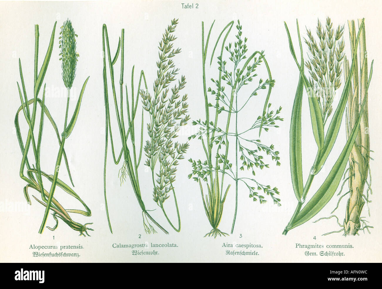 botany, four illustrations, Foxtail (Alopecurus pratensis), Calamagrostis lancelata, Tufted Hair Grass (Aira caespitosa), Common reed (Phragmites communis), circa 1914, Stock Photo