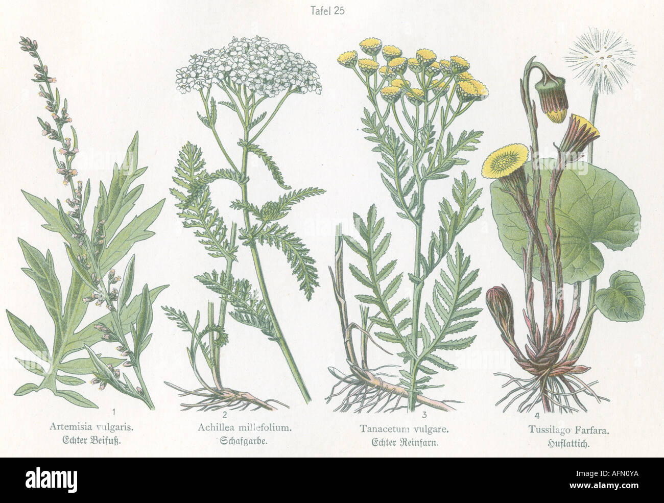 botany, four illustrations, Common Wormwood (Artemisia vulgaris), Common Yarrow (Achillea millefolium), Tansy (Tanacetum vulgare), ctsfoot (Tussilago Farfara), circa 1914, Stock Photo