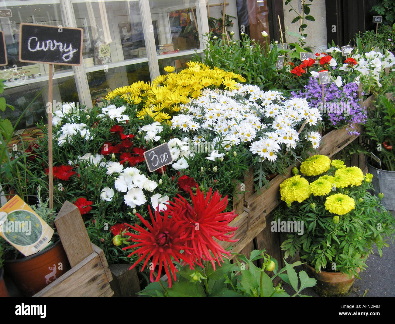 Local flower shop display with white and yellow daisies Place des