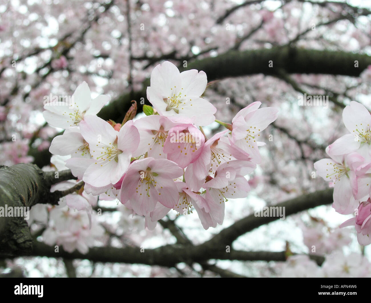 Detail of white and pink cherry blossom Stock Photo - Alamy