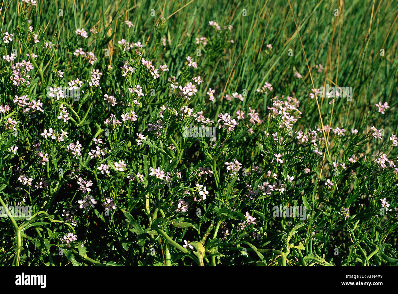 botany, gillyflower (Matthiola), medow with blooming, gillyflowers, blossom, Cruciferae, Brassicaceae, Dilleniidae, Capparales Stock Photo