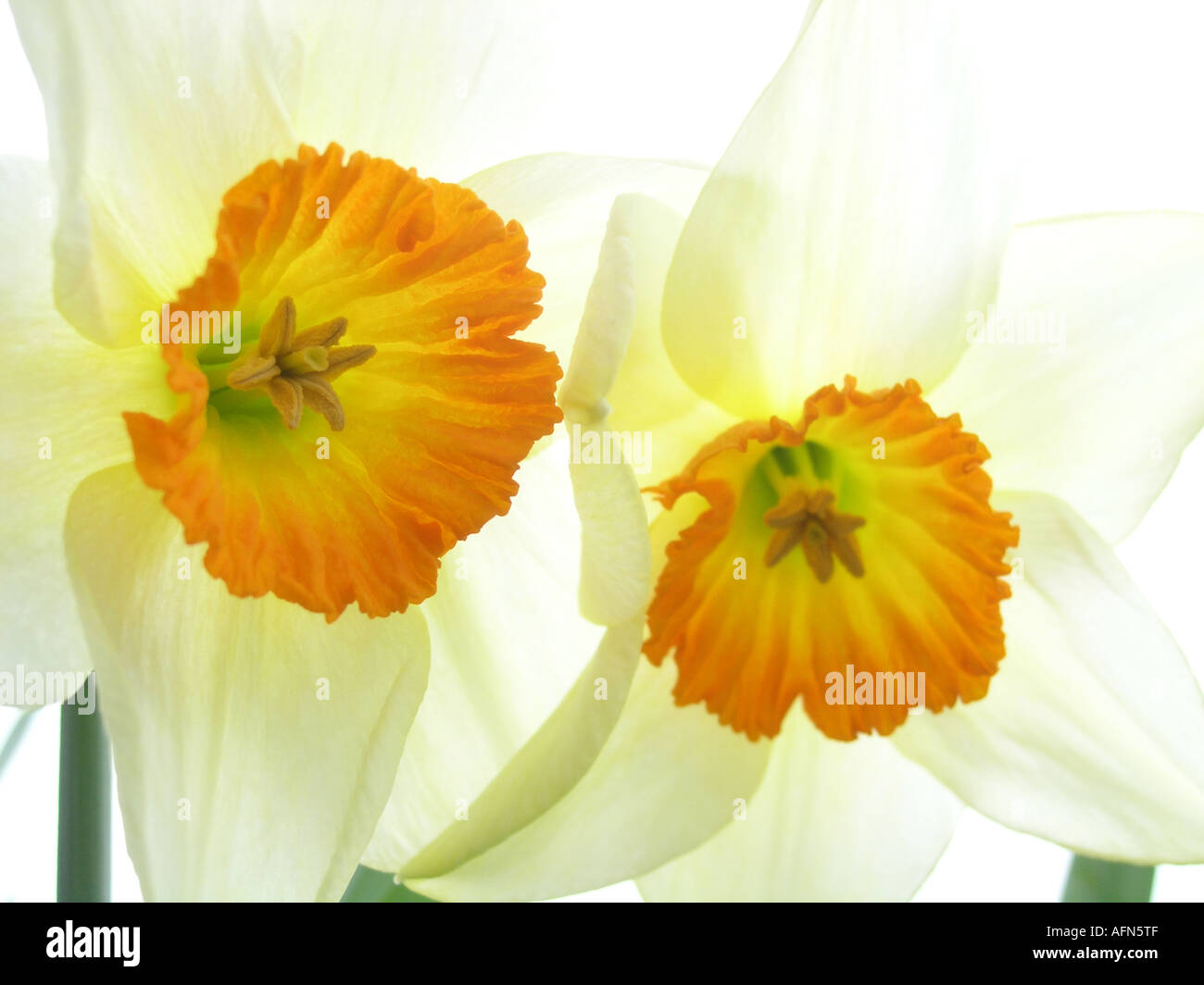 Close up of two white daffodils with yellow heart Stock Photo