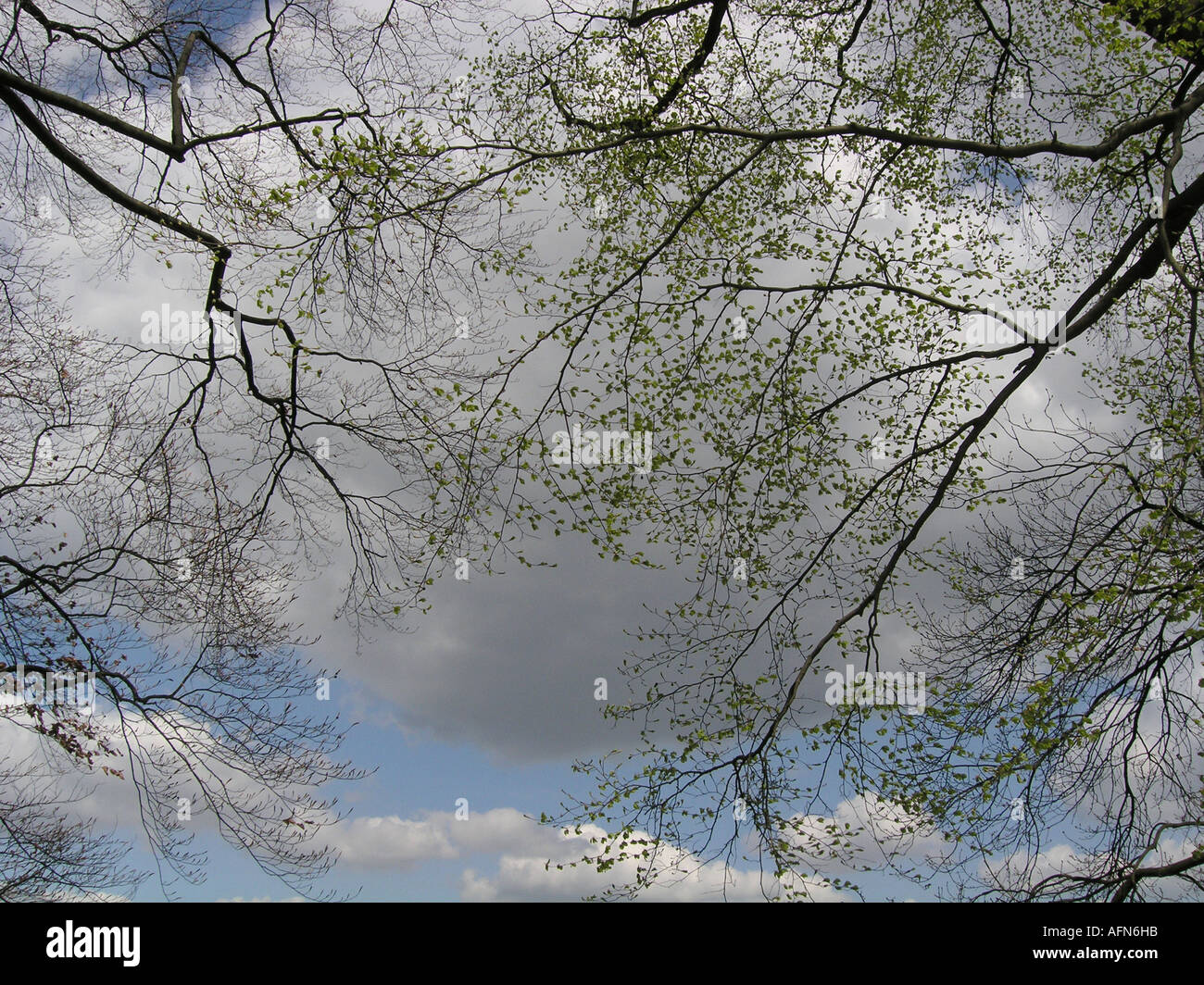 moody image of brooding clouds behind protruding branches of large tree framed image Stock Photo