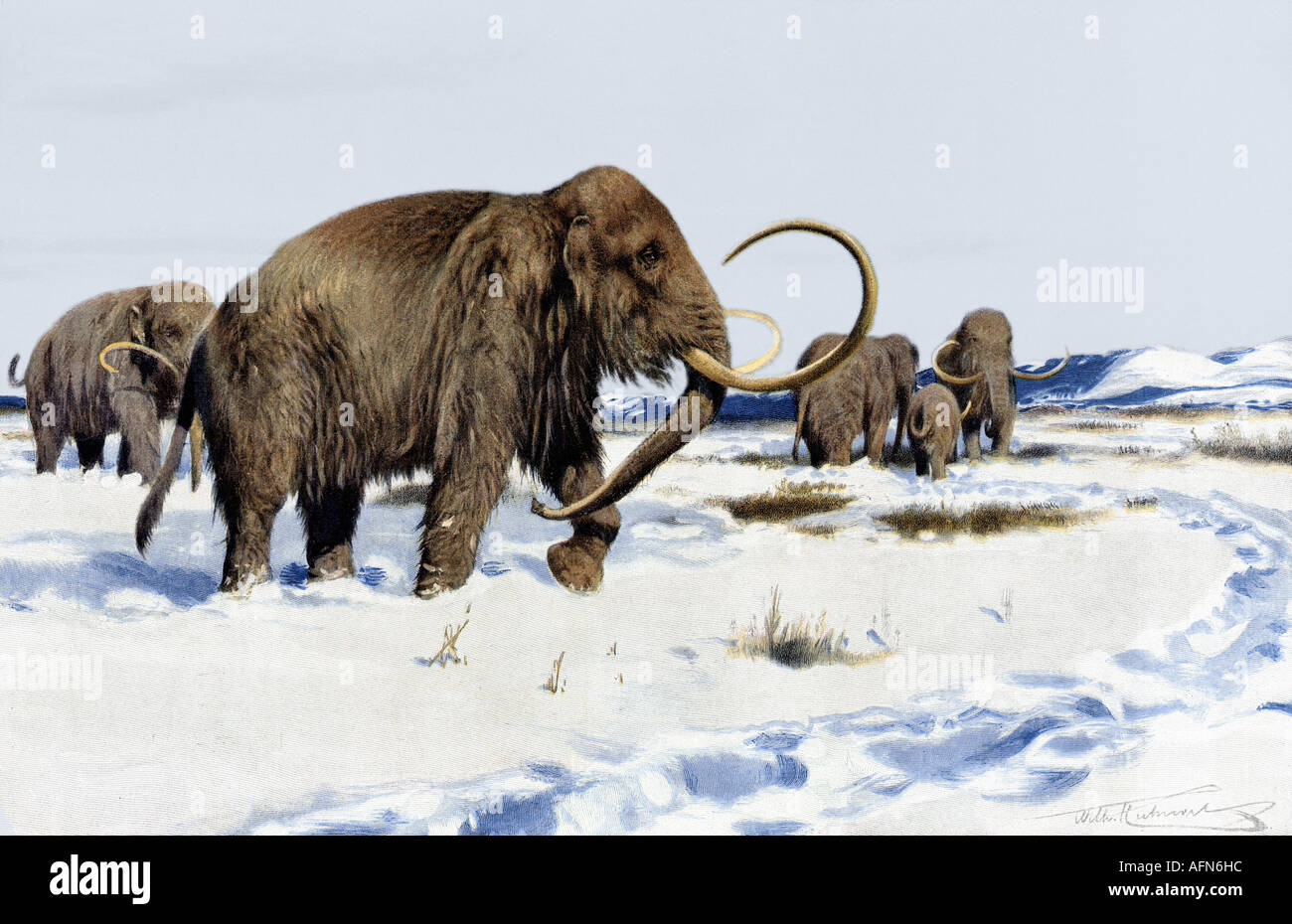 aeon, animals, mammoth, herd of mammoth, print, painting, Friedrich Wilhelm Kuhnert, (1865 - 1926), Mammonteus, ice, snow, mammal, mammalian, mammalias, tusk, tusks, , Stock Photo