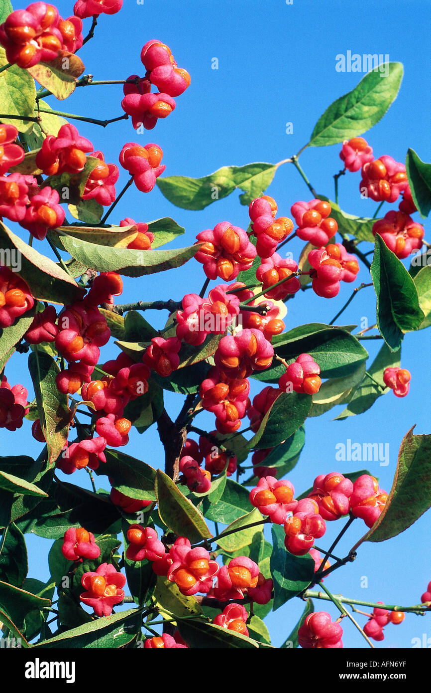 "botany, Euonymus, "European Spindle" (Euonymus europaeus), blooms and seeds, common, flowers, blooming, seed vessels, Celastr Stock Photo