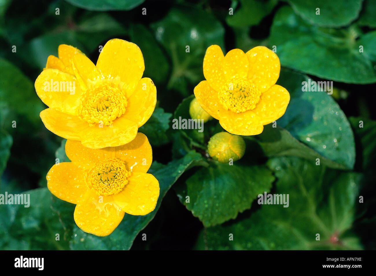 'botany, marsh marigold (Caltha), 'kingcup' (Caltha palustris), yellow, blossom, ranunculaceae, magnoliidae, ranunculales, ' Stock Photo