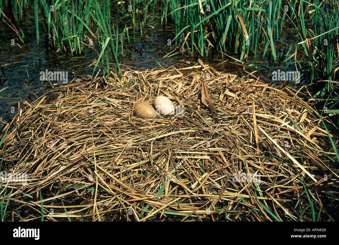 zoology / animals, avian / bird, Gruidae, Common Crane (Grus grus), nest with two eggs, distribution: Europe, northern Africa, a Stock Photo