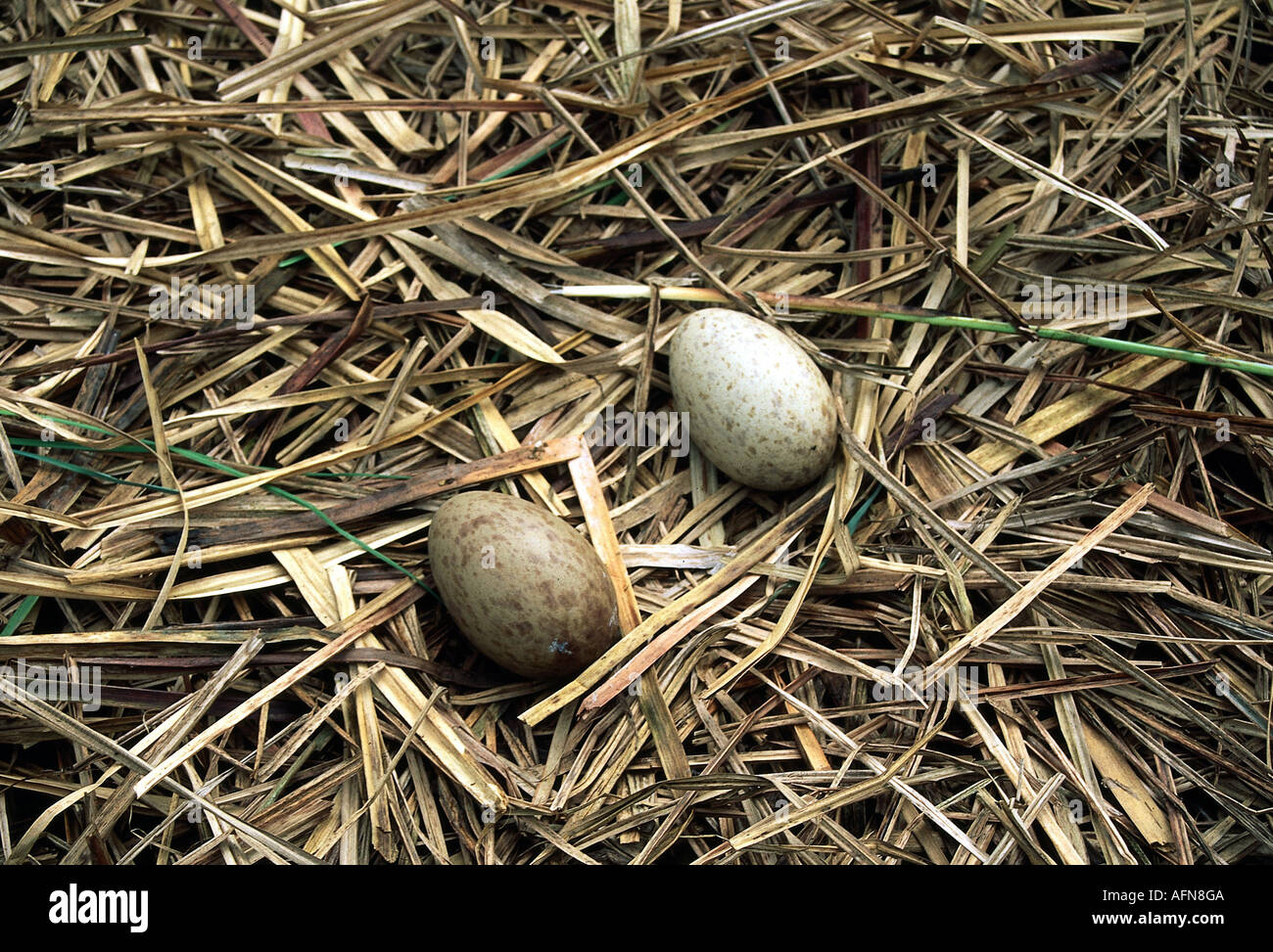 zoology / animals, avian / bird, Gruidae, Common Crane (Grus grus), two eggs in nest, distribution: Europe, northern Africa, ave Stock Photo