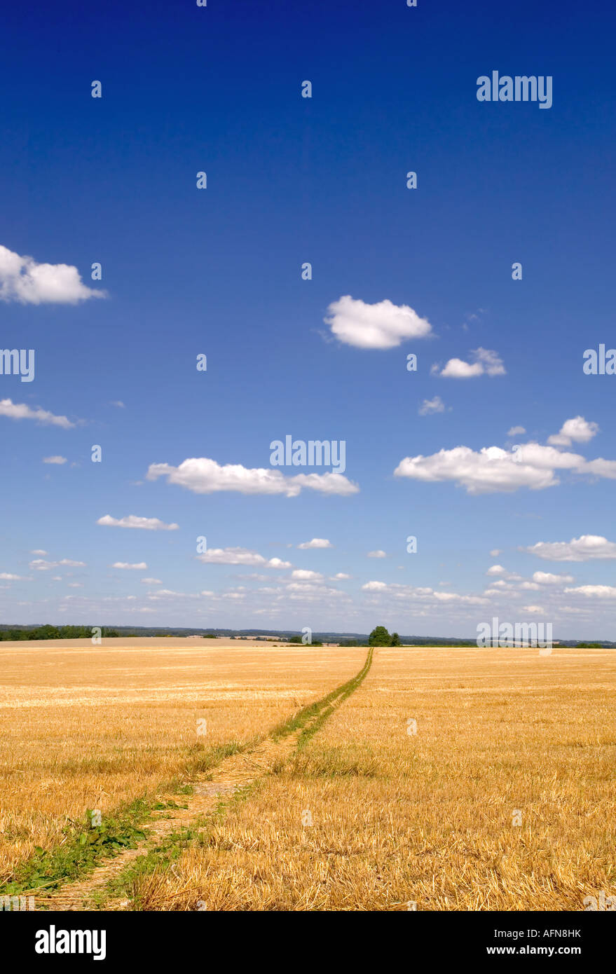 Path through a golden field leading into the distance Stock Photo