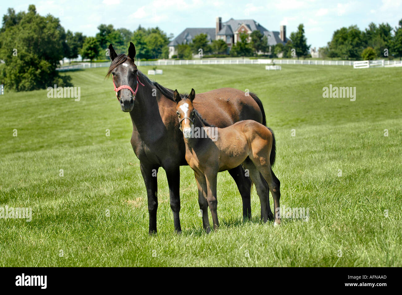 Kentucky Horse park and surrounding horse farms in Lexington KY Stock