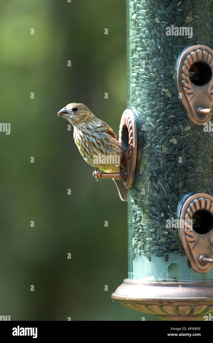 Birds eating seed at a bird feeder feeding station Stock Photo Alamy