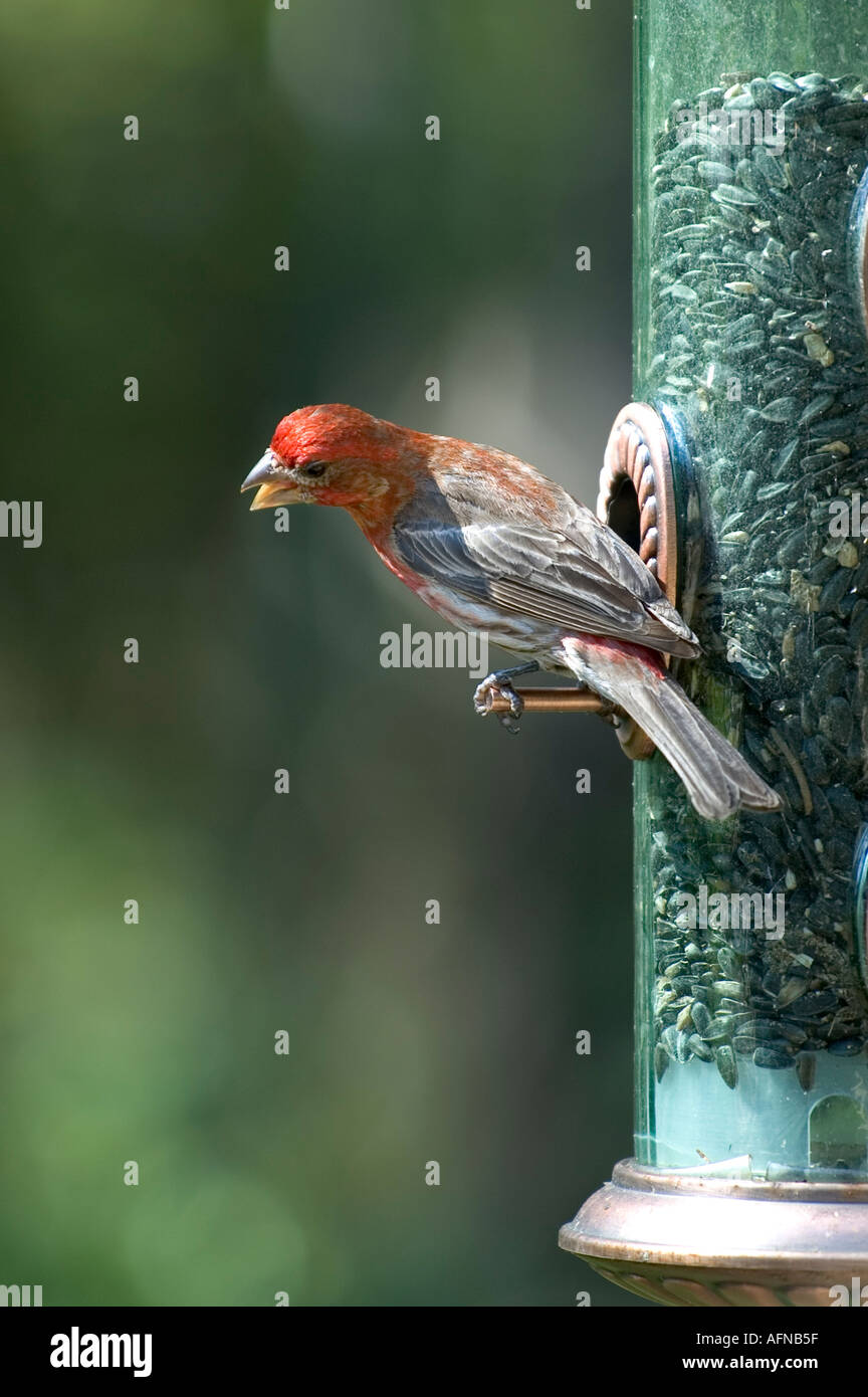 Birds eating seed at a bird feeder feeding station Stock Photo Alamy