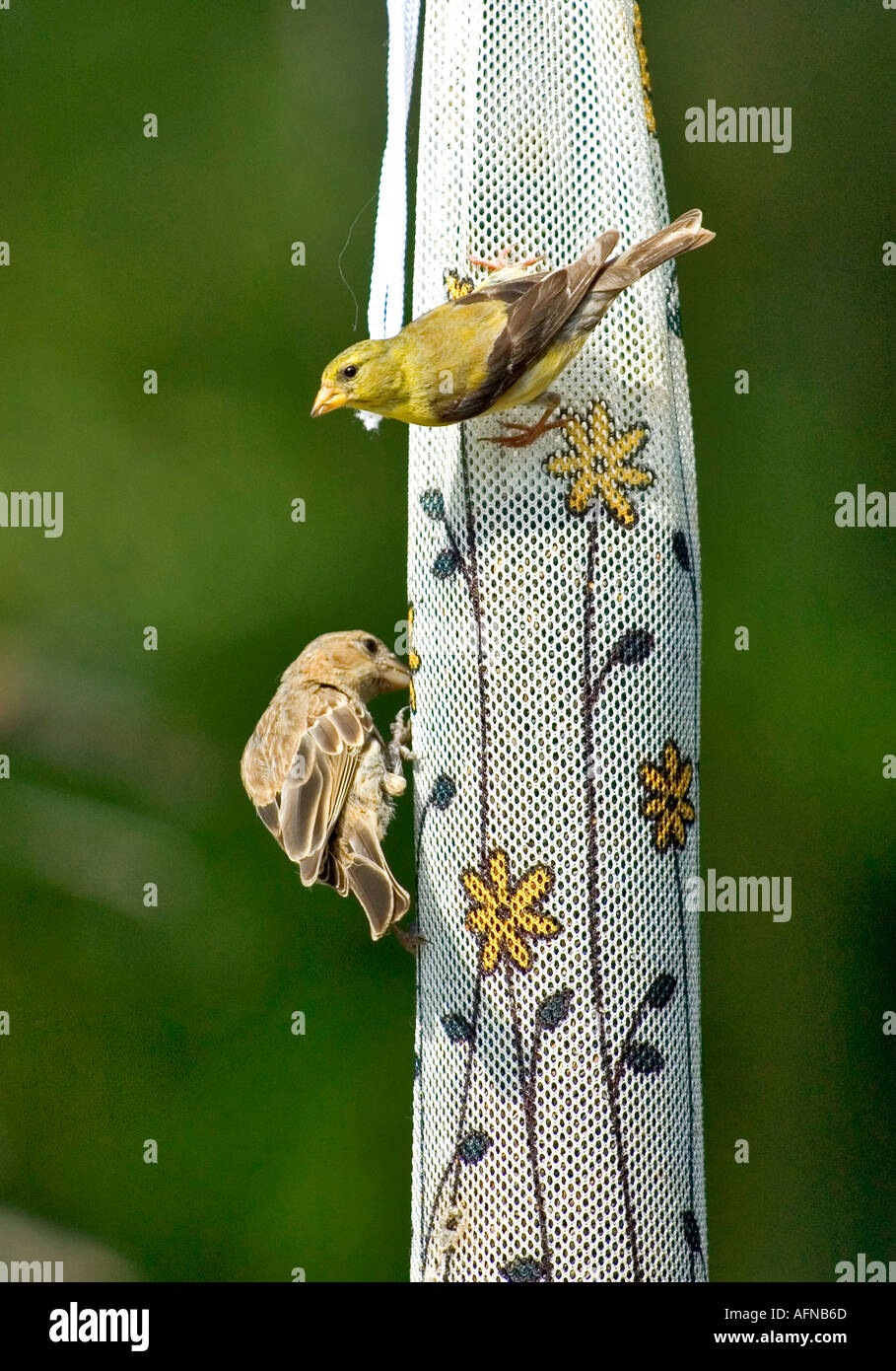 Birds eating seed at a bird feeder feeding station Stock Photo Alamy