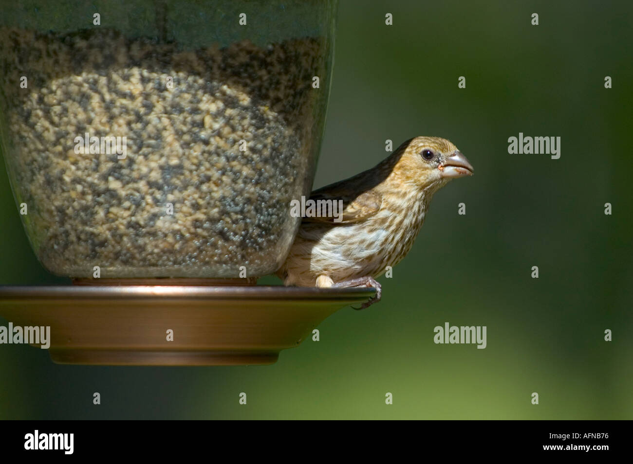 Birds eating seed at a bird feeder feeding station Stock Photo Alamy