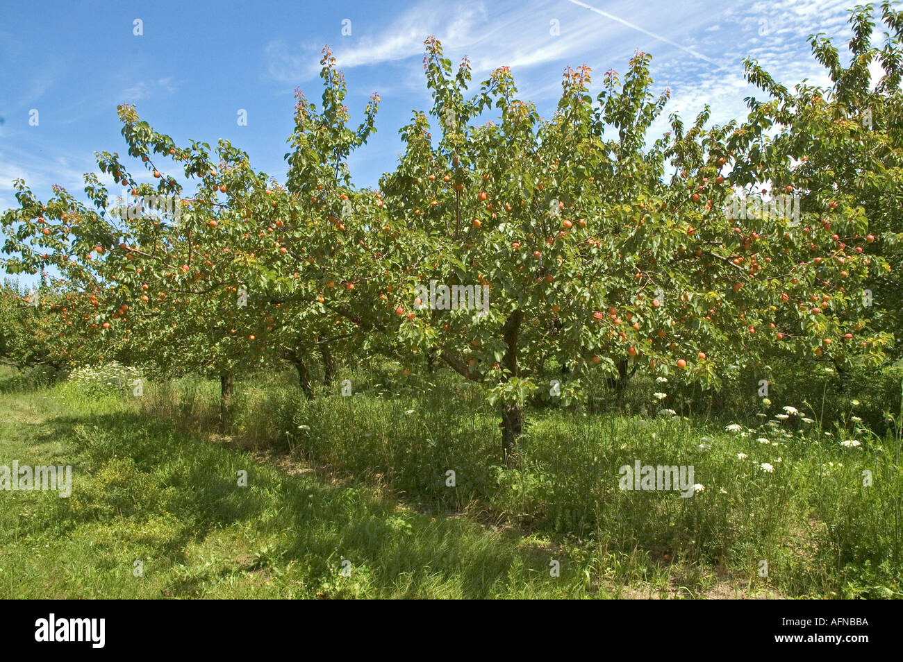 Michigan peaches hires stock photography and images Alamy