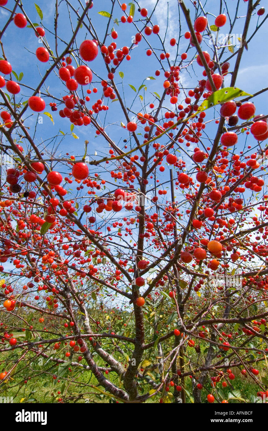 Cherry Orchard Michigan Stock Photos & Cherry Orchard Michigan Stock