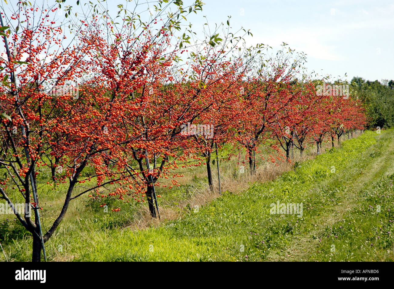 Ripe Cherries hang from trees in an orchard Port Huron Michigan Stock