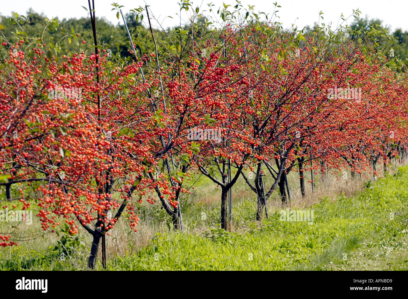 Ripe Cherries hang from trees in an orchard Port Huron Michigan Stock