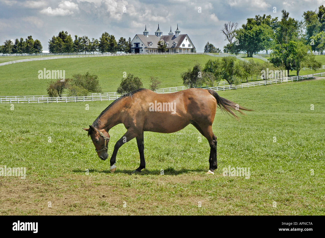 Kentucky Horse park and surrounding horse farms in Lexington KY Stock