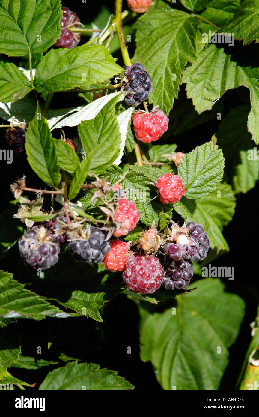 Females pick black raspberries at a u pick berry farm Stock Photo - Alamy