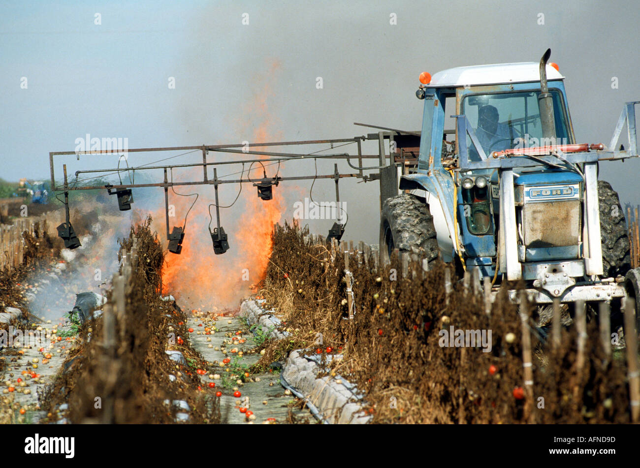 Farmer burning off old tomato field to prepare for new crop Ruskin