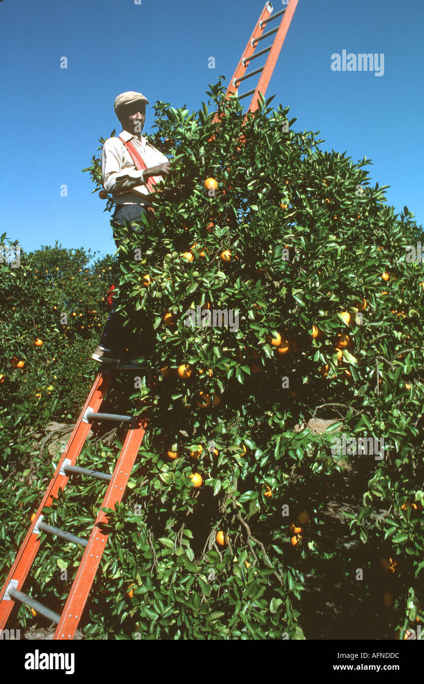Harvest oranges florida hires stock photography and images Alamy