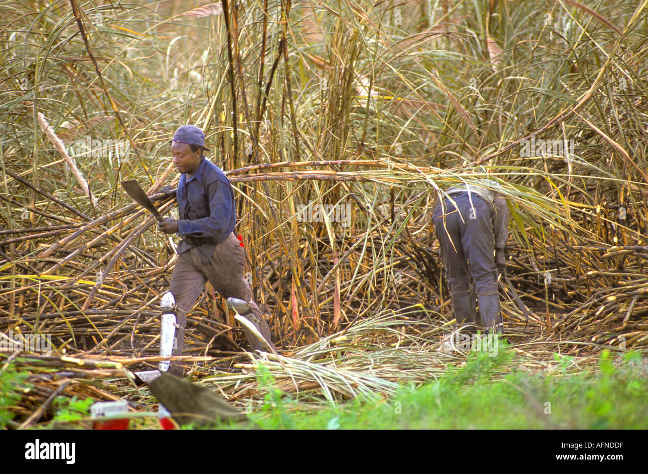 Cutting the Sugar Cane Everglades Florida near Homestead Stock Photo