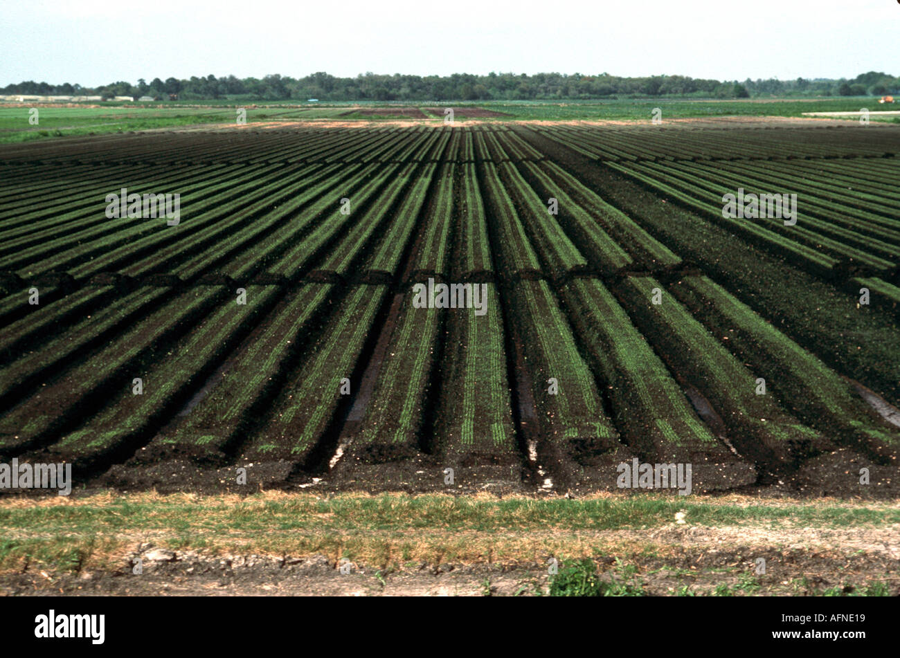 Truck farming carrots vegetables southeast Florida Stock Photo Alamy