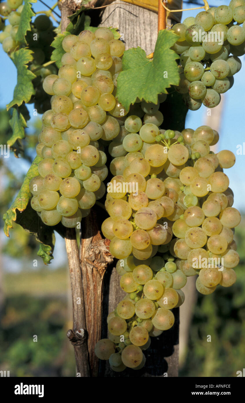 vine, white grapes Stock Photo