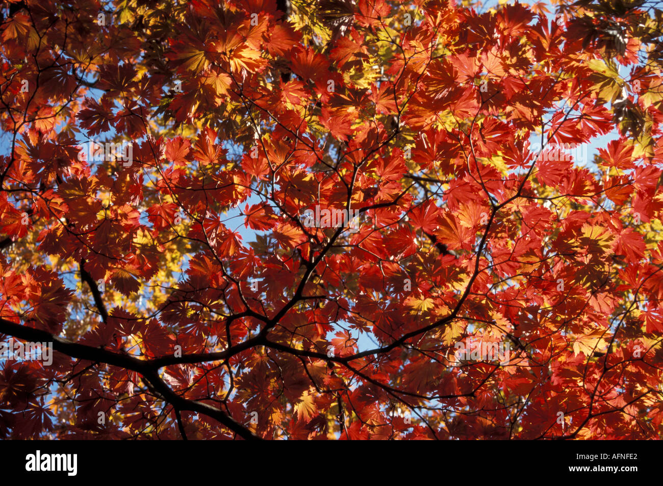 Maple tree colours hi-res stock photography and images - Alamy