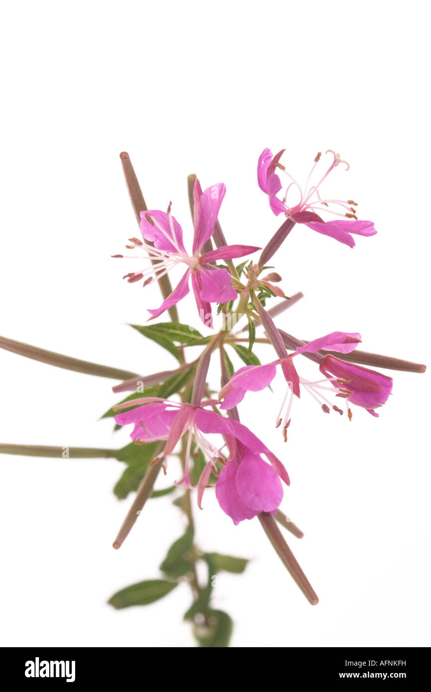 Rosebay willowherb (Epilobium angustifolium) Stock Photo