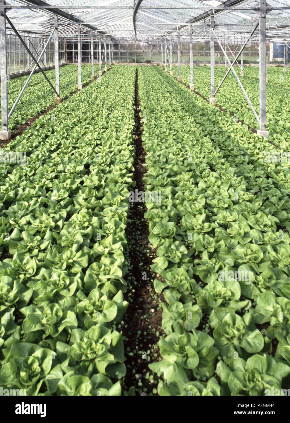 Essex lettuce plants growing under glass in commercial greenhouse Stock