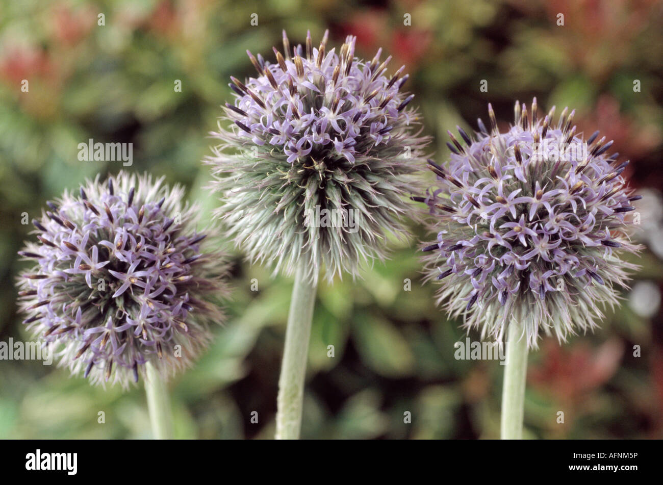 Echinops tienschanicum (Globe thistle) Close up of three round flower heads with small blue and white flowers on them. Stock Photo