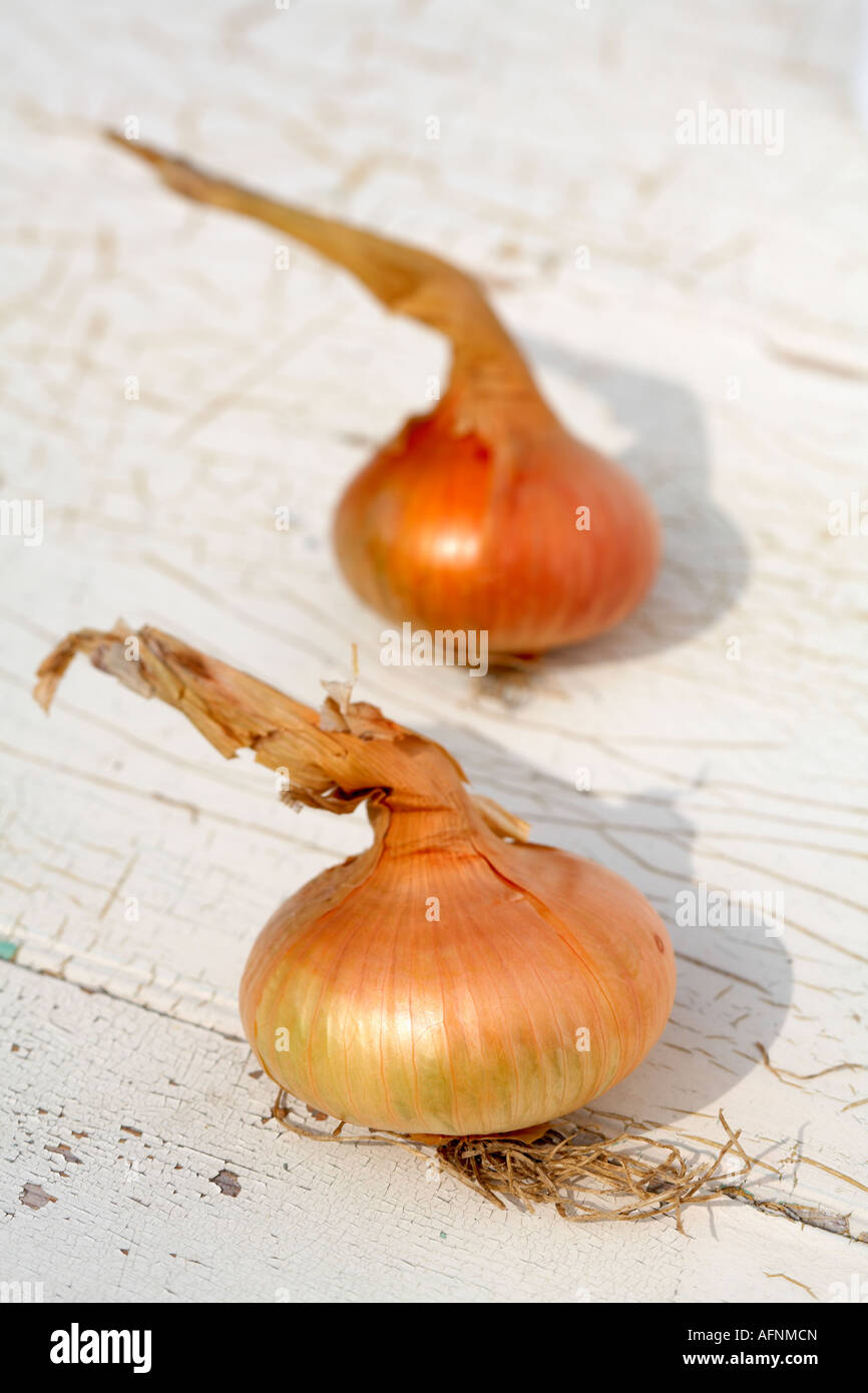 Two Onions Onion Stuttgarter variety flat onion Stock Photo