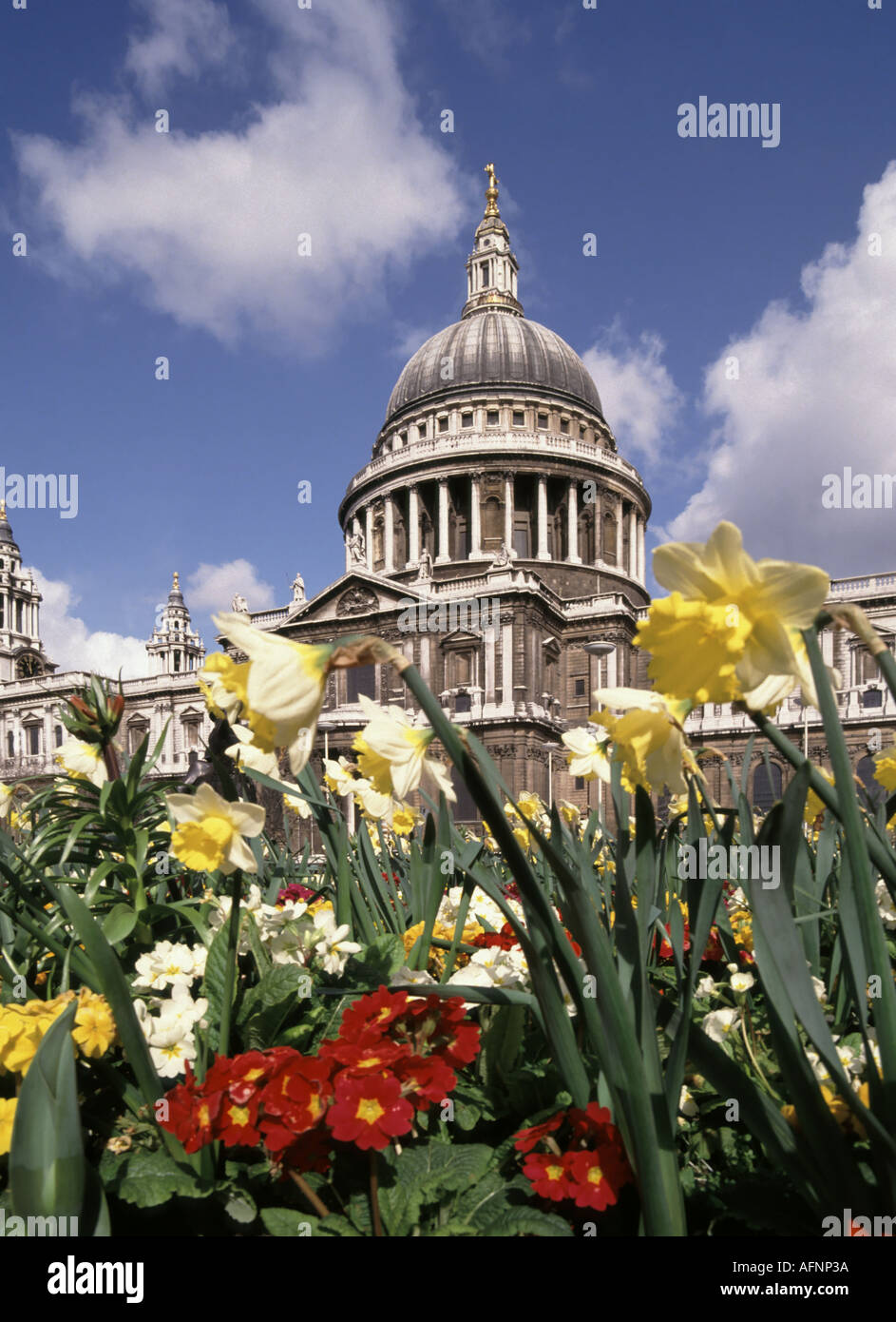 Close up of spring flowers & daffodils in sunshine with Sir Christopher Wren iconic historical dome of St Pauls Cathedral in City of London England UK Stock Photo