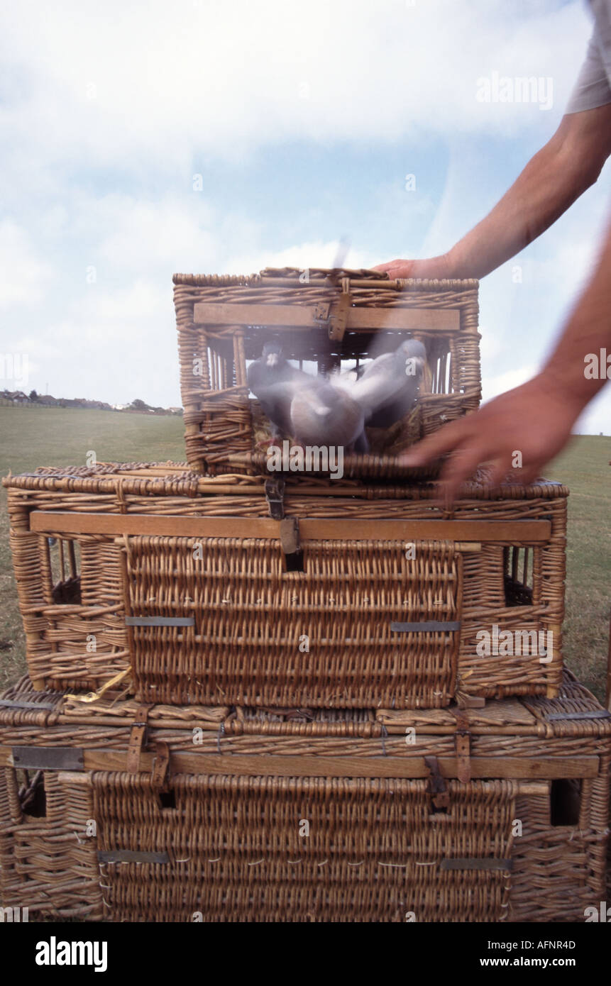 Pigeon transport baskets hires stock photography and images Alamy