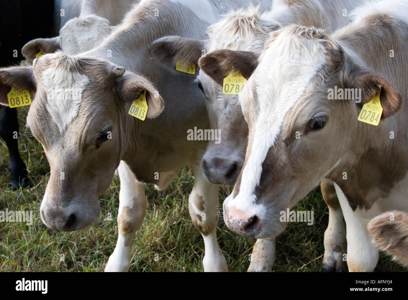 Dairy cows with tags on ears County Limerick Ireland Stock Photo