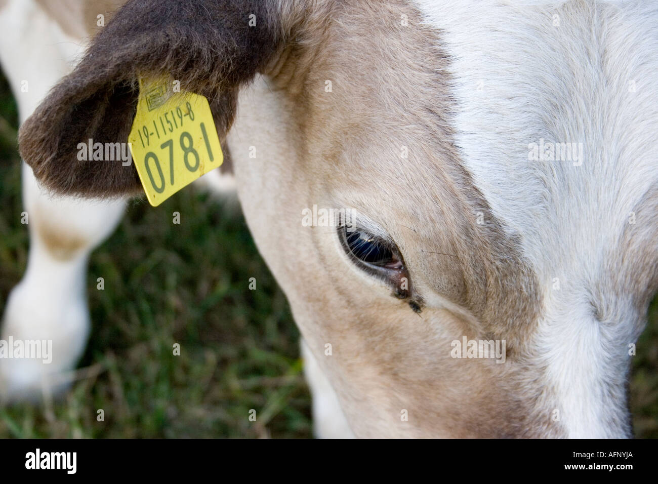 Dairy cows with tags on ears County Limerick Ireland Stock Photo