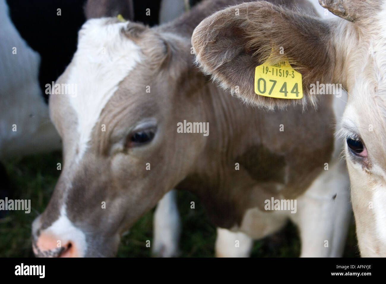 Dairy cows with tags on ears County Limerick Ireland Stock Photo