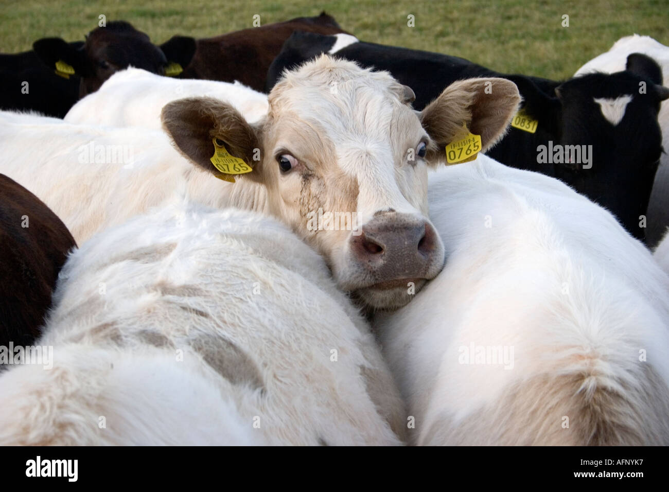 Dairy cows with tags on ears County Limerick Ireland Stock Photo