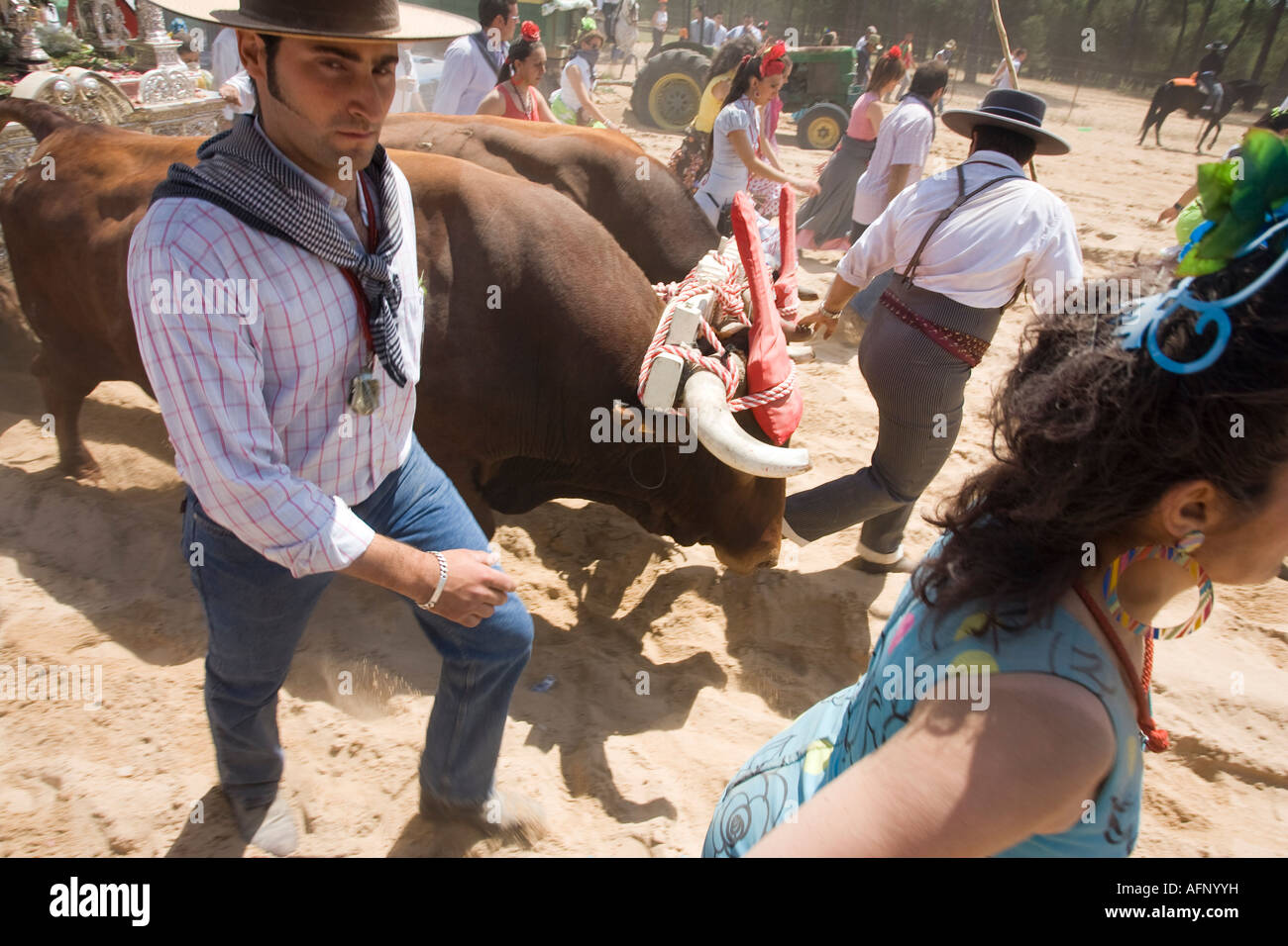 The oxherds driving oxen, El Rocio pilgrimage Stock Photo