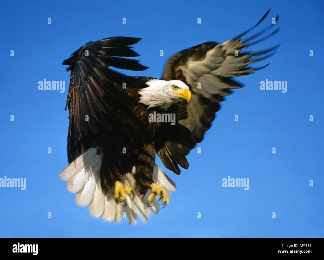 USA IDAHO American Bald Eagle in flight preparing to land in Birds of Prey area Stock Photo