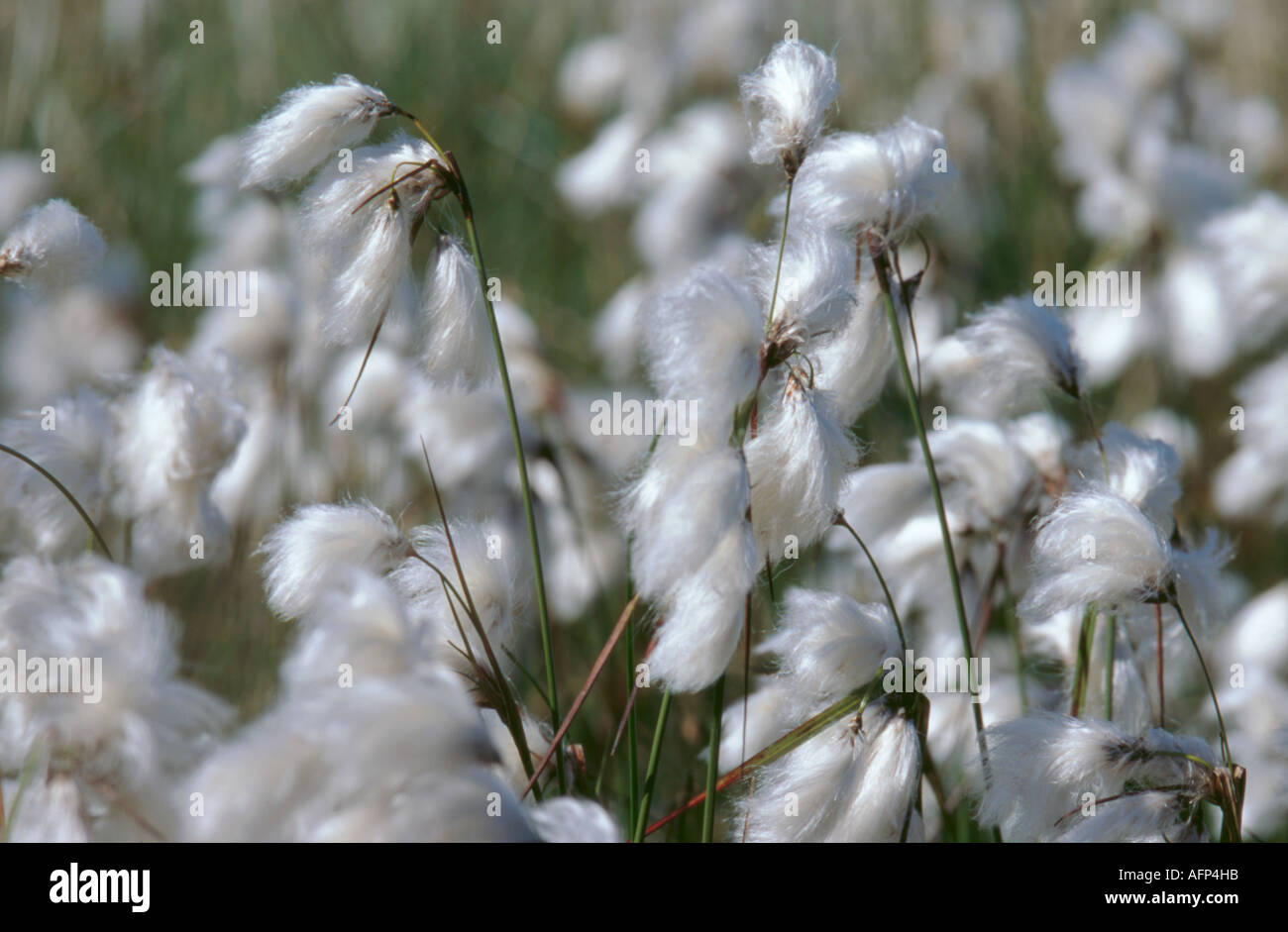 Common Cotton Grass or Bog cotton (Eriphorum angustifolium Stock Photo