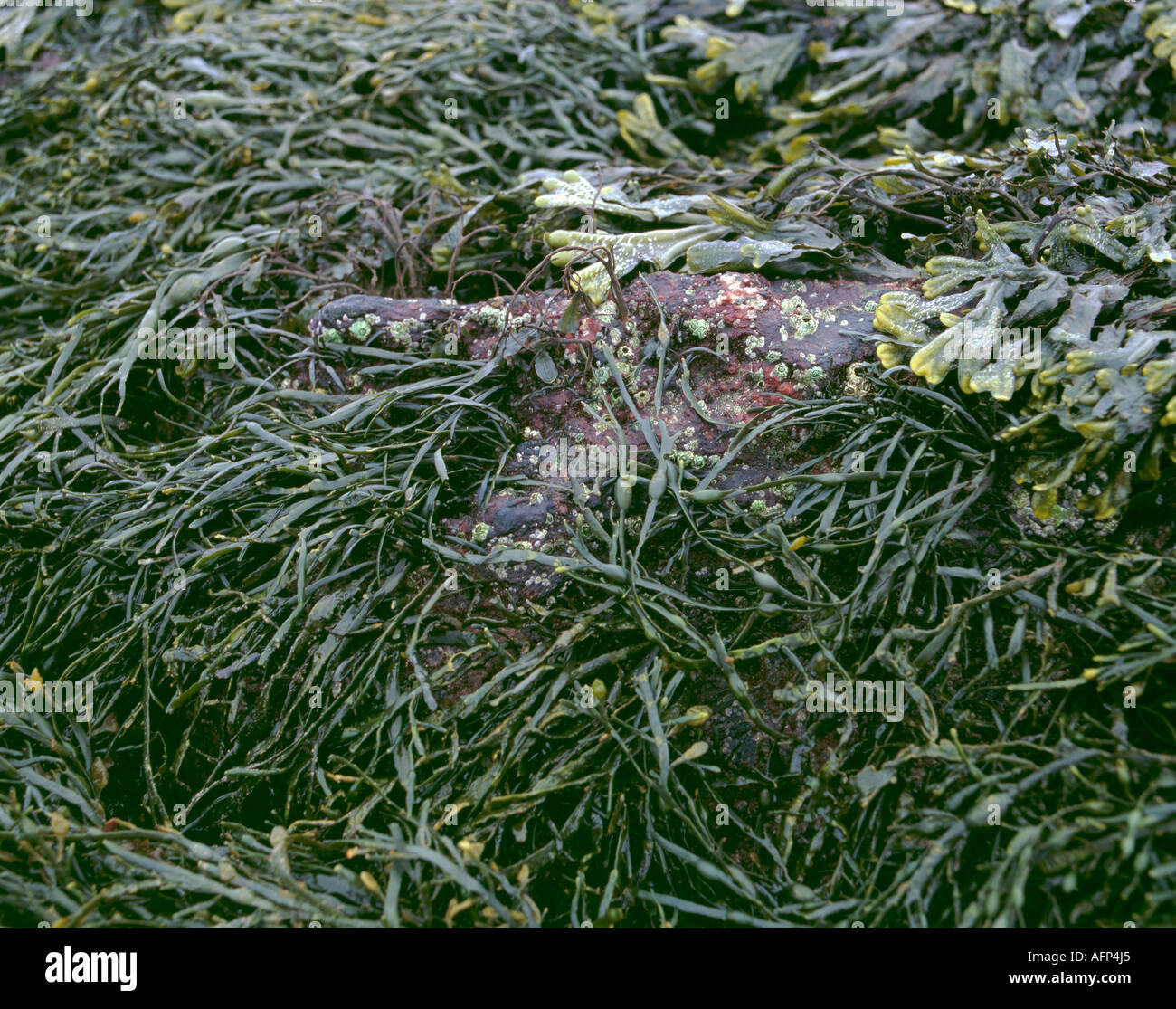 Seaweed on a rock; Bladder wrack (Fucus vesiculosus) and Knotted Wrack (Ascophyllum nodosum). Stock Photo
