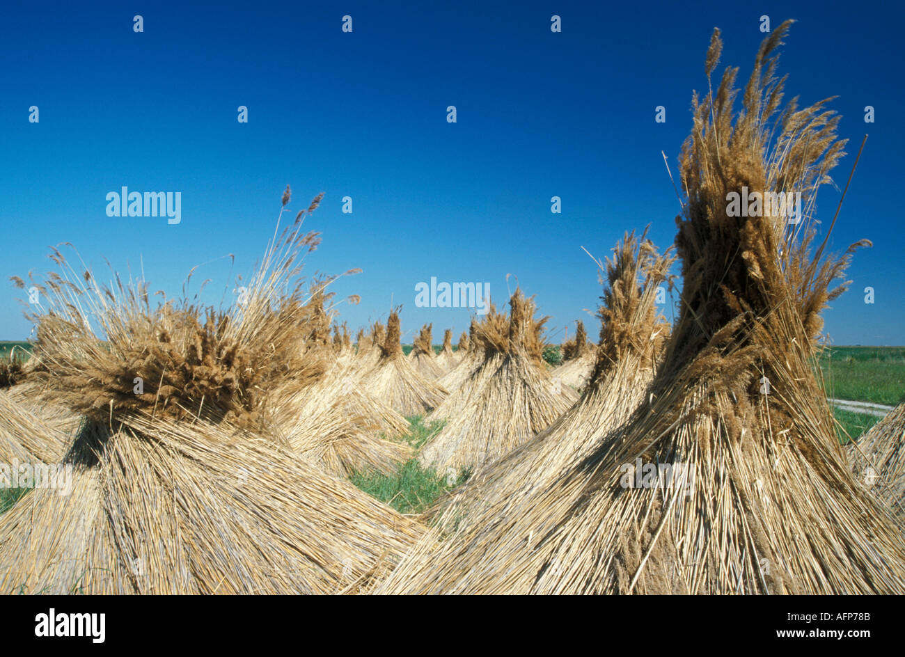 Reed structure hi-res stock photography and images - Alamy