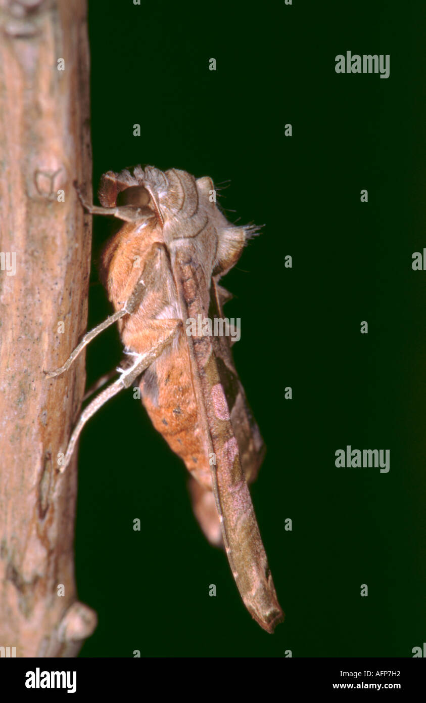 Angle Shades moth (Phlogophora meticulosa of family Noctudae, sub family Amphipyrinae). Stock Photo
